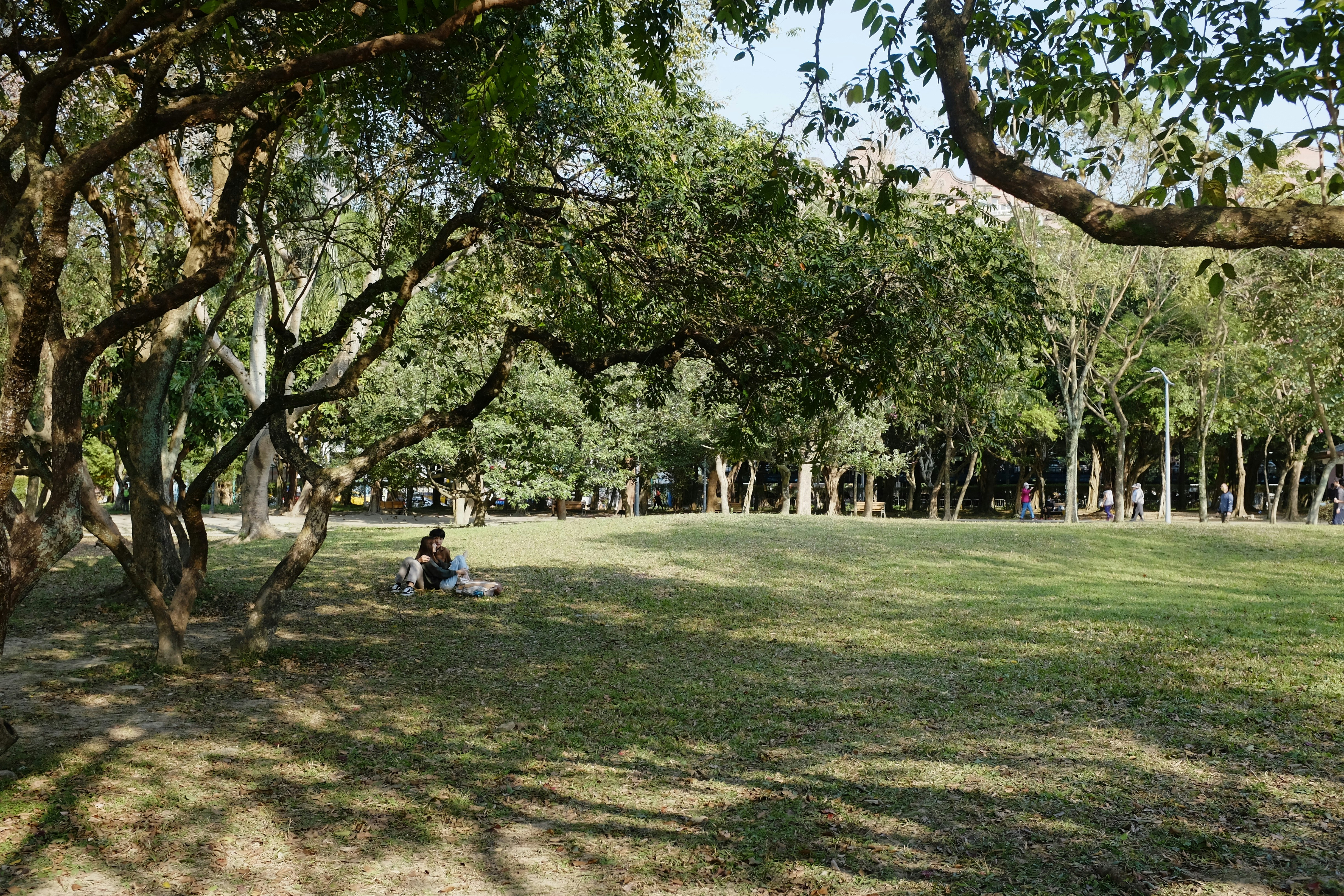 A park with lot of green space